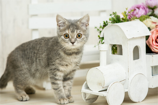 猫