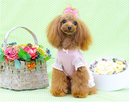犬